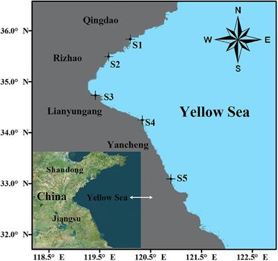 Distribution and Characteristics of Microplastics in <mark class="highlighted">Barnacles</mark> and Wild Bivalves on the Coast of the Yellow Sea, China